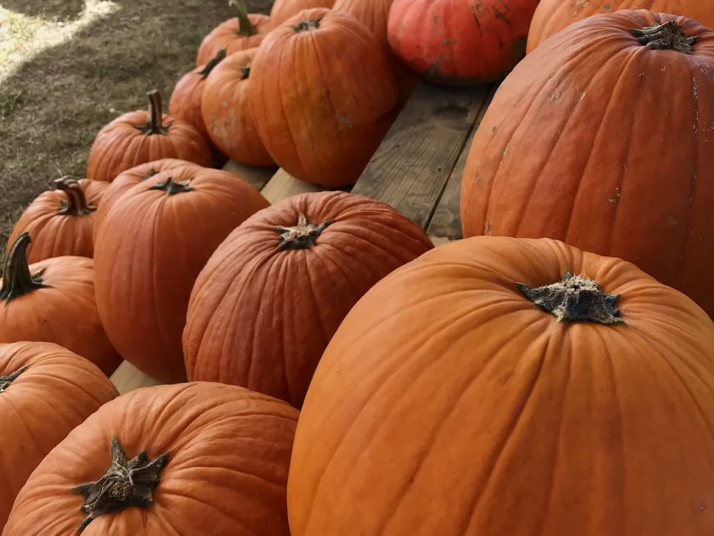 Close up of pumpkins at a Birmingham AL pumpkin patch.