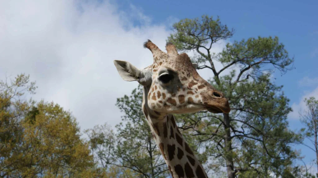 Giraffe at Birmingham Zoo