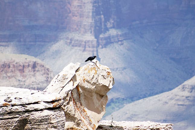 Bird perched on a rock at the Grand Canyon in Arizona
