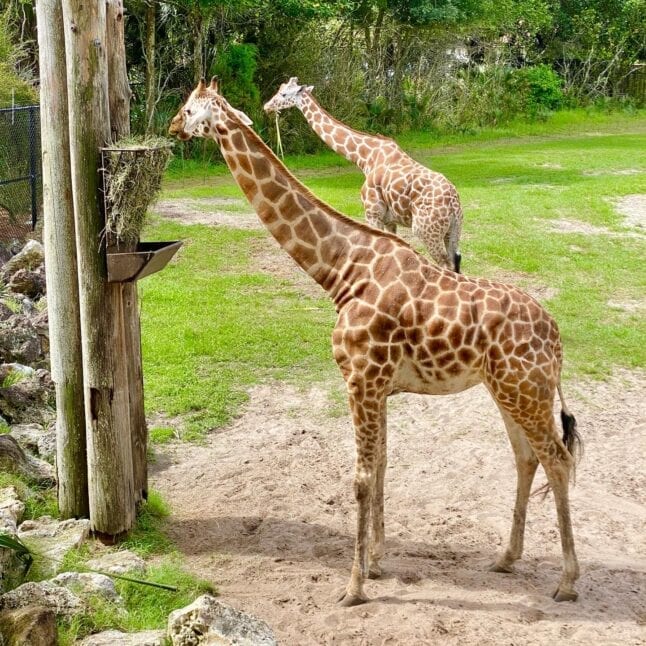 Giraffes at Jacksonville Zoo 