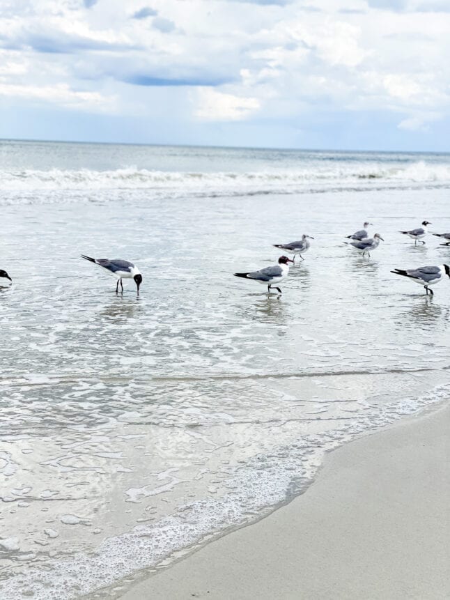 Seagulls enjoying the beach in Jacksonville