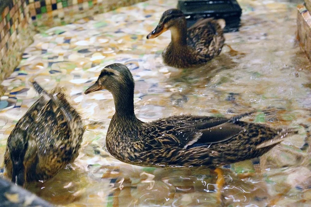 Ducks in the fountain at the Peabody Hotel